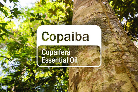 Copaiba sourcing and social impact